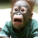 monkey-surprised-face