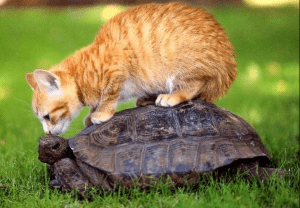 Fast and Slow