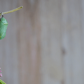 api-product-lifecycle